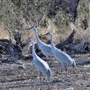 2018 Sandhill Cranes